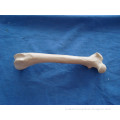 Artifical Animal Bone Models Designed for Teaching Orthopaedic Techniques